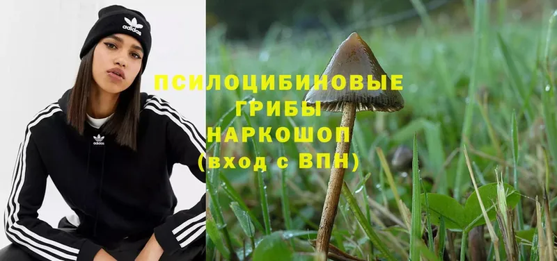 Псилоцибиновые грибы Magic Shrooms  сколько стоит  Кедровый 